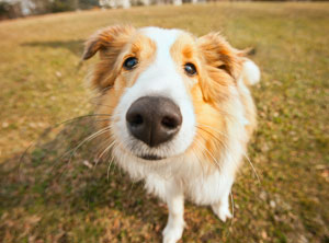 Social Walks - Social Dogs