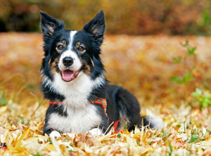 Privatlektionen Hundeschule amicanis