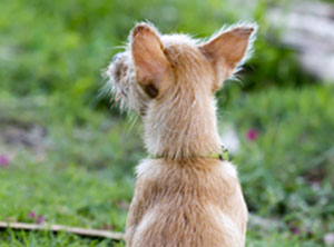 Social Walks - Social Dogs