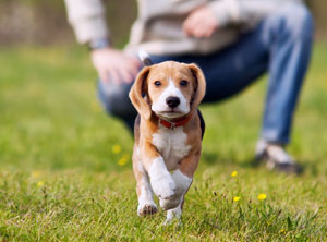 obligatorische Hundekurse Kanton Zürich