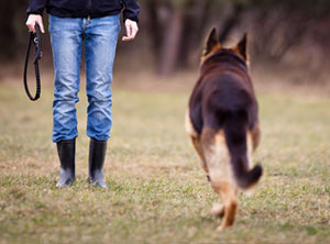 obligatorische Hundekurse Kanton Zürich