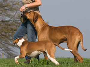 obligatorische Hundekurse Kanton Zürich
