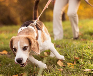 Hundeschule-Zuerich-Kurs-lockeres-Leinelaufen