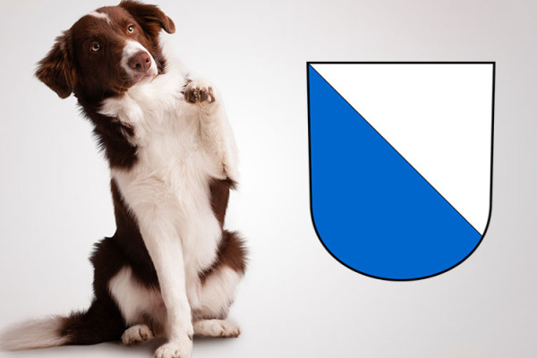 Checkliste Anschaffung Hund im Kanton Zürich - auf Englisch
