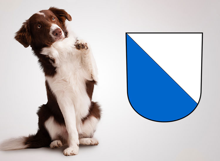 Checkliste Anschaffung Hund im Kanton Zürich - auf Englisch