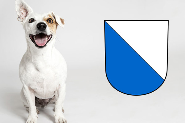 Checkliste Anschaffung Hund Kanton Zürich