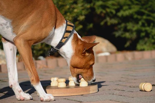 Hund lernt sich das Futter zu erarbeiten