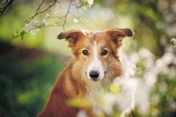 neue Kurse Hundeschule amicanis