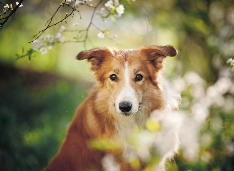 neue Kurse Hundeschule amicanis