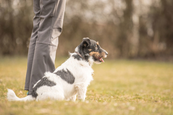 obligatorische SKN-Kurse fallen bald weg - Hundekurse des Kt. Zürichs bleiben obligatorisch.